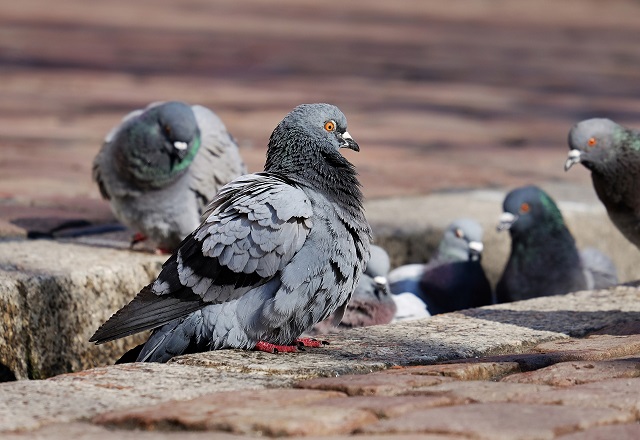 upclose image of pigeons