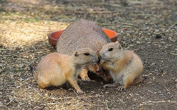 group of priarie dogs