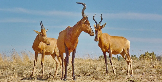 a group of Hartebeest