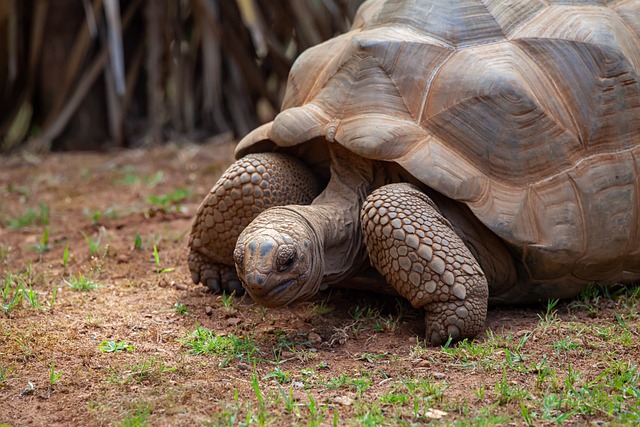 a giant aldabra tortoise