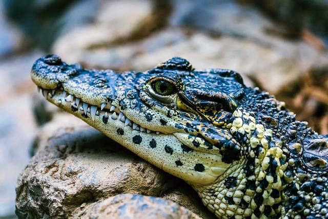 upclose image of an alligator