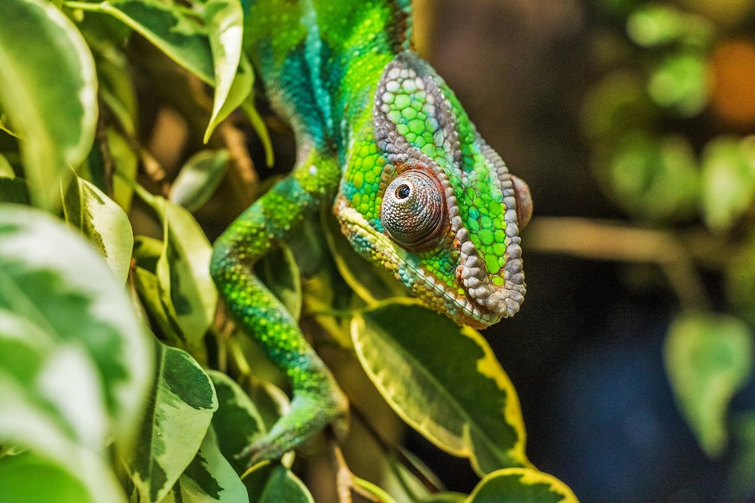 a chameleon