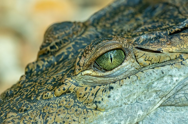 upclose image of a crocodile