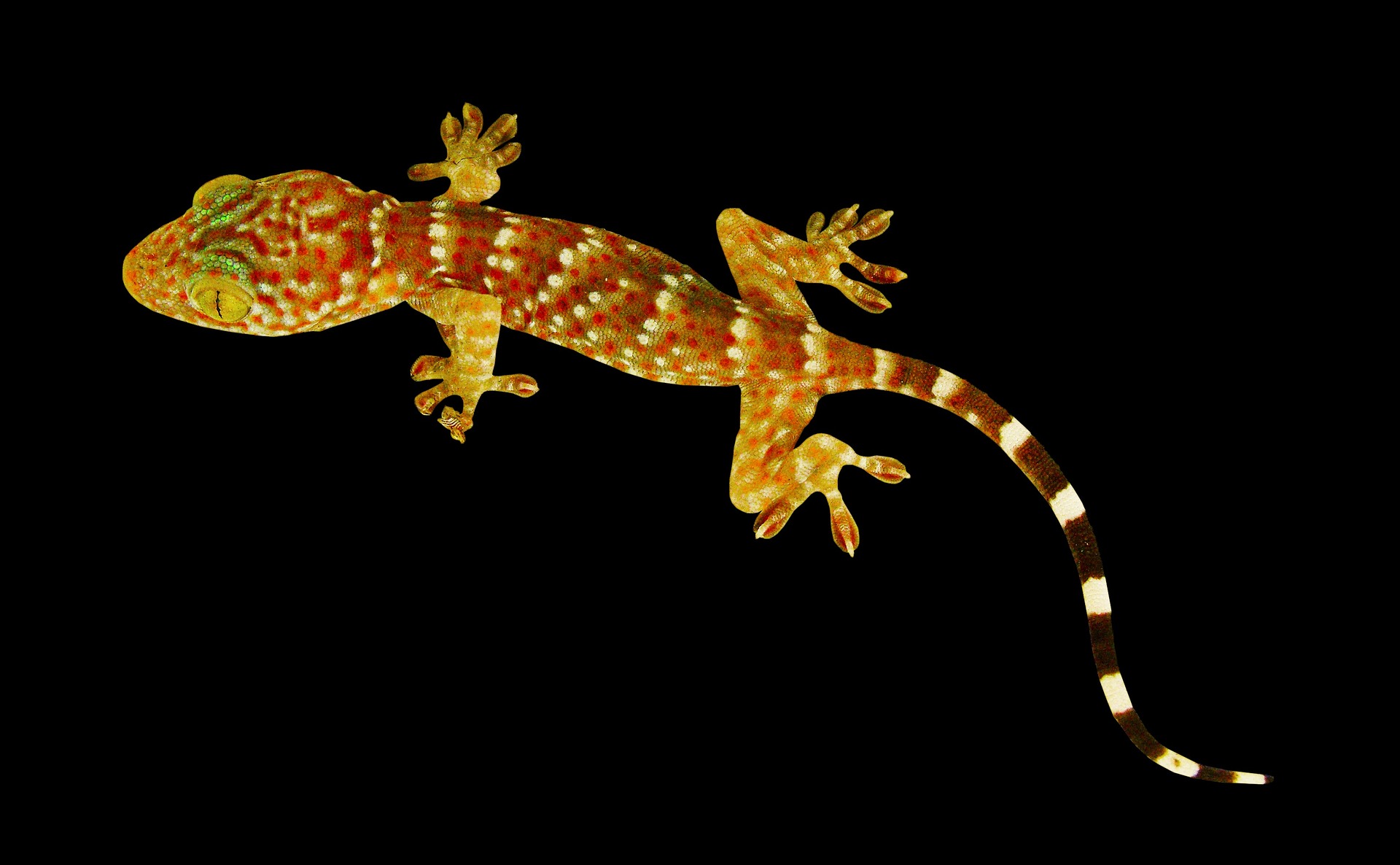 a gecko