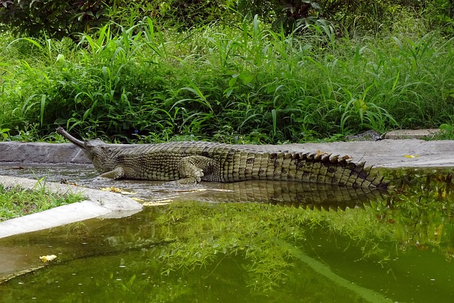 image of a crocodilian