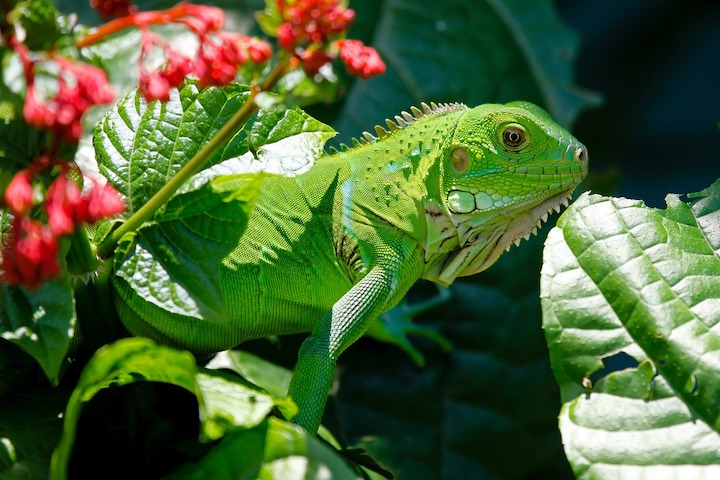 a green iguana