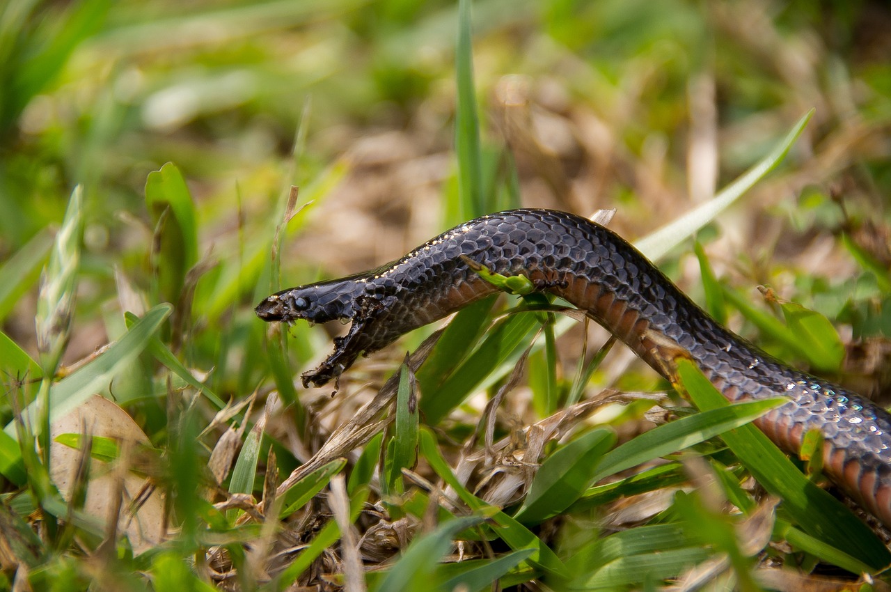 a snake trying to bite