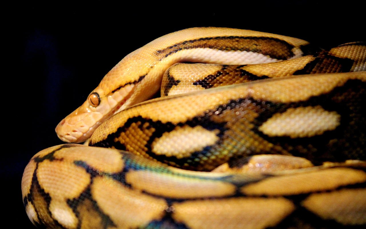 image of a reticulated python