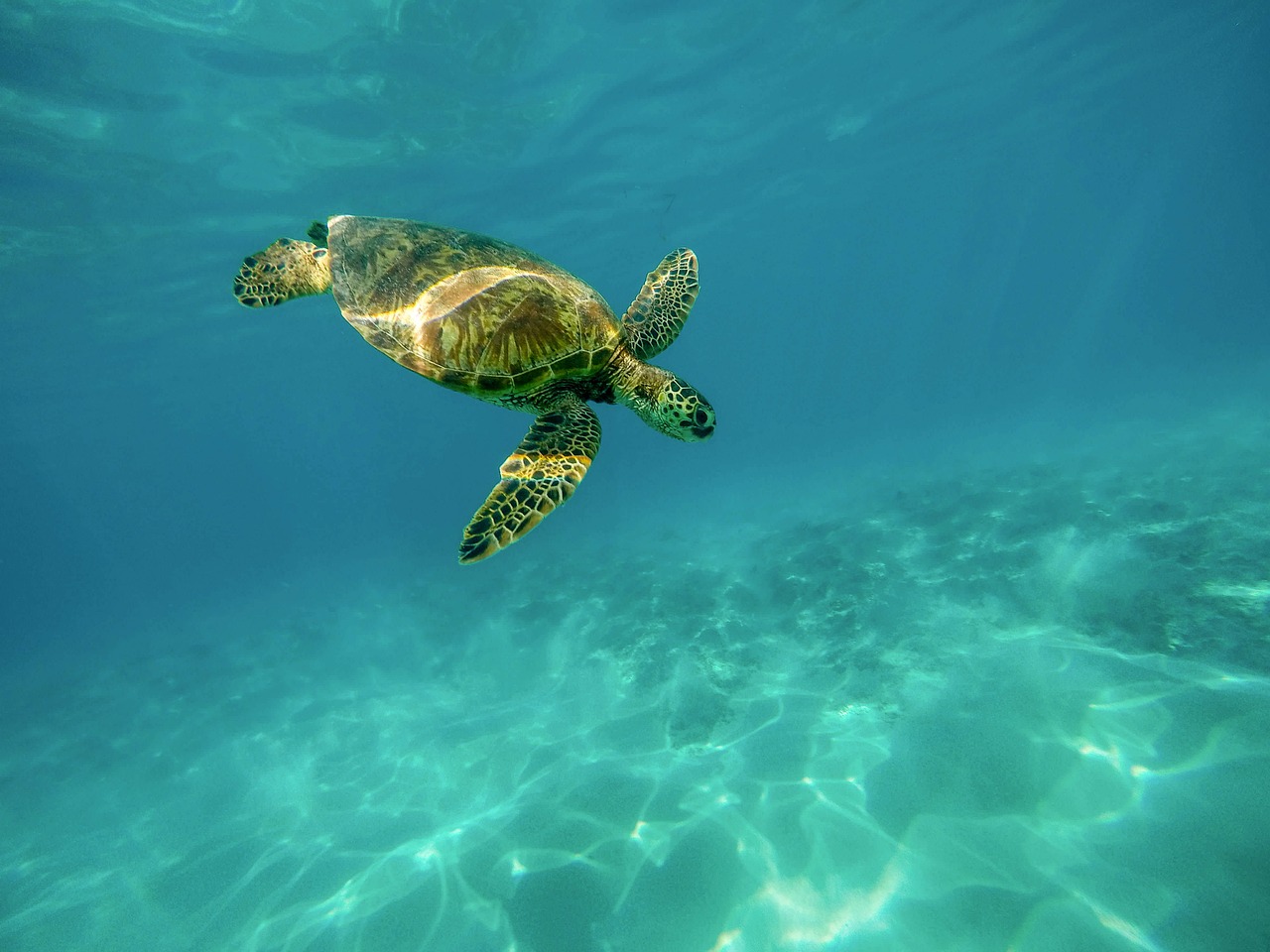 a sea turtle