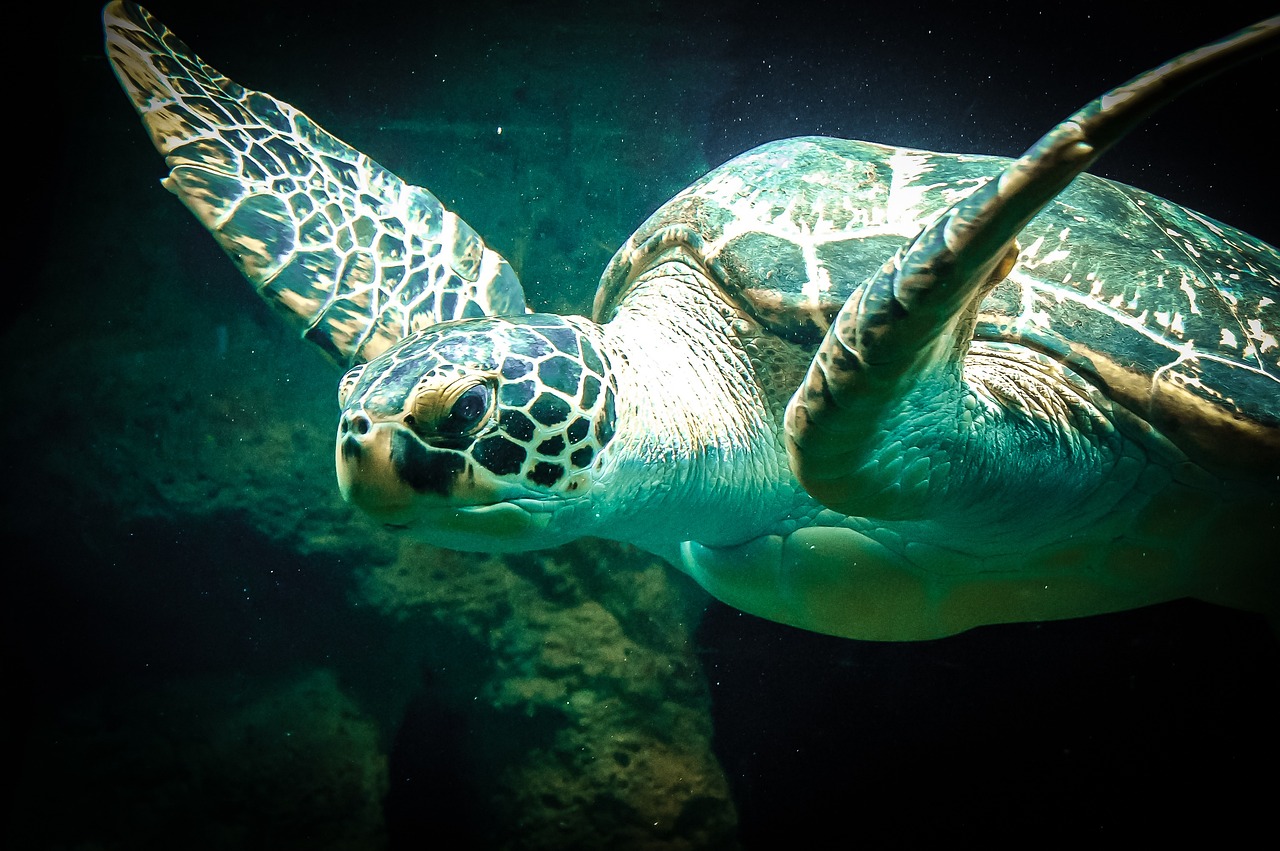 image of a sea turtle