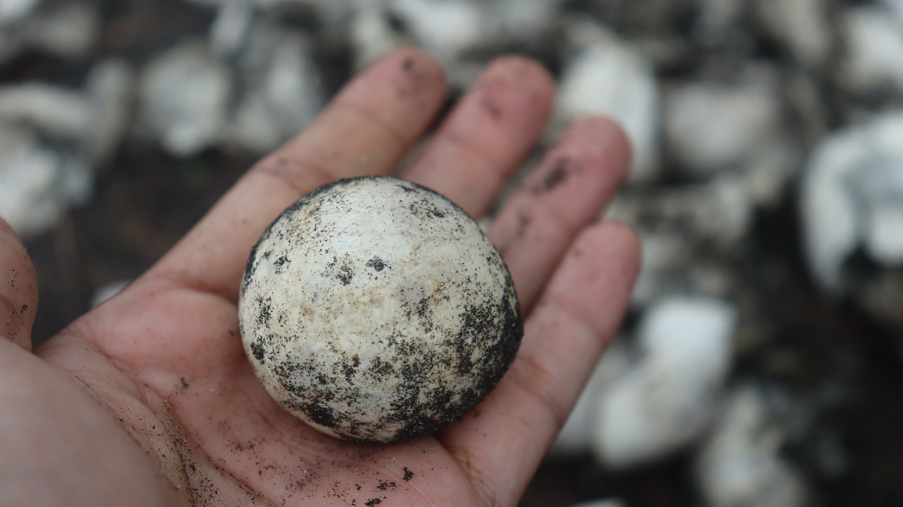 image of a sea turtle egg