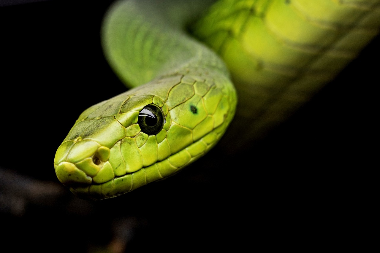 an upclose image of a snake