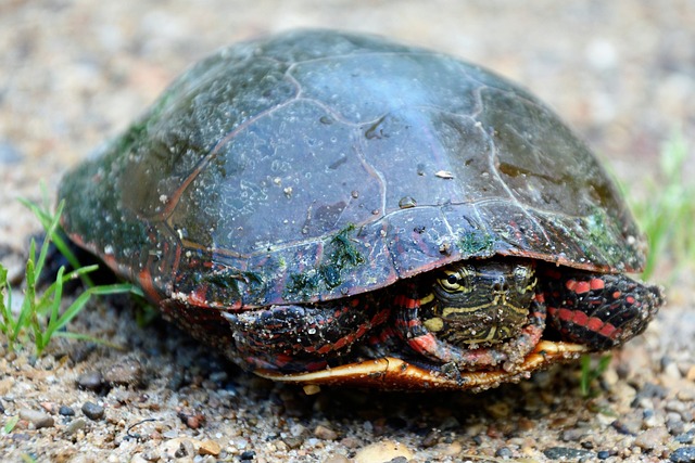 a female sea turtle on land