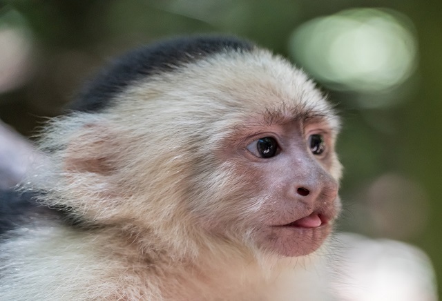 capuchin monkey