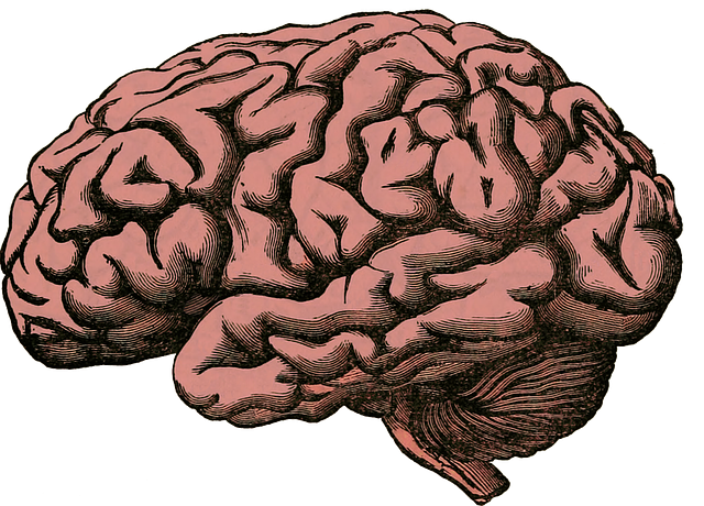 image of the brain