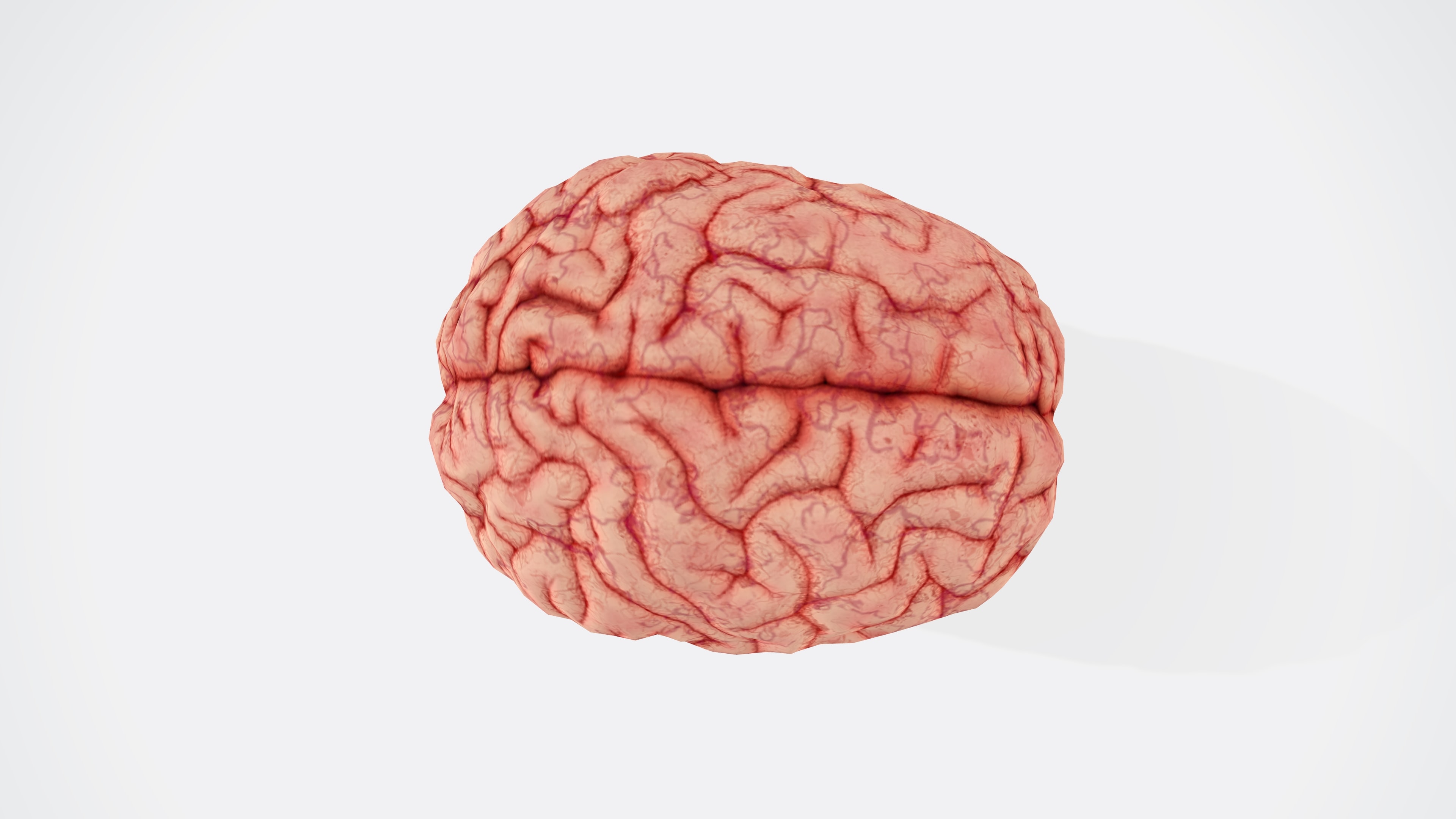 an image of the brain