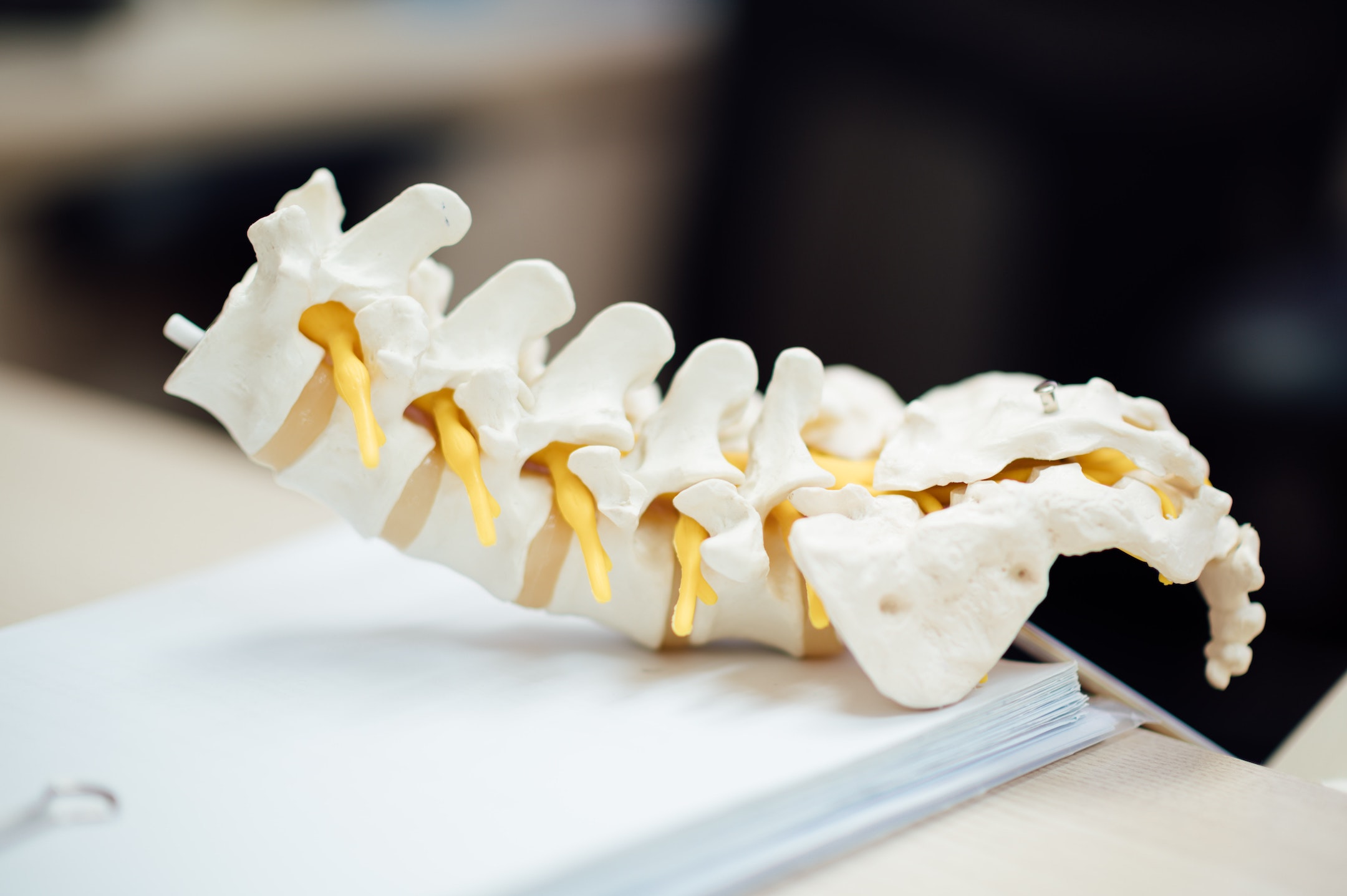 cross section of the vertebra column