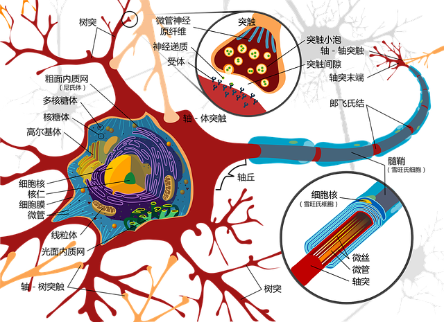 image of a neuron