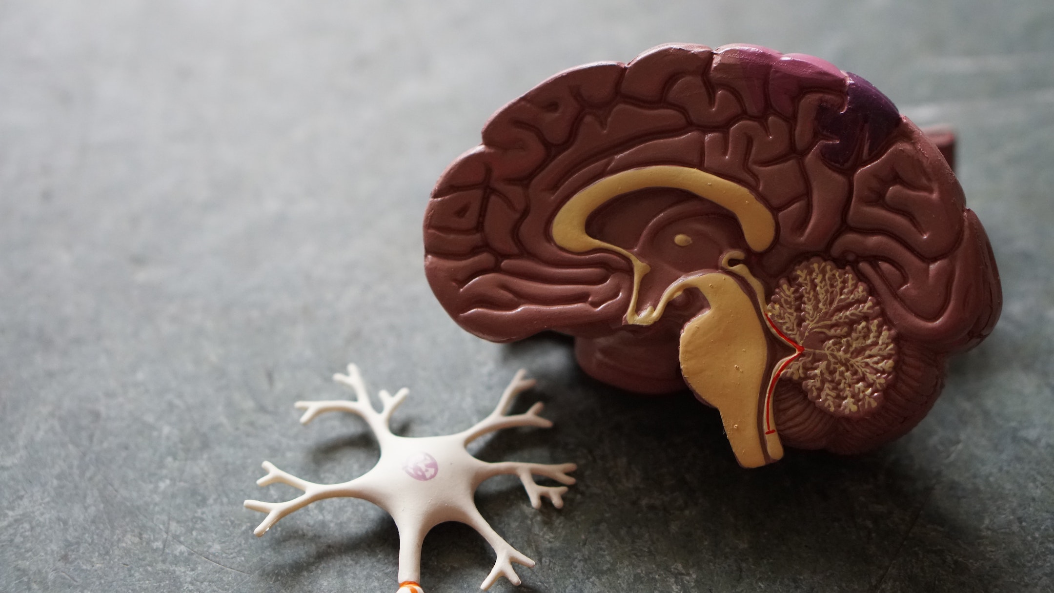 cross section of the brain