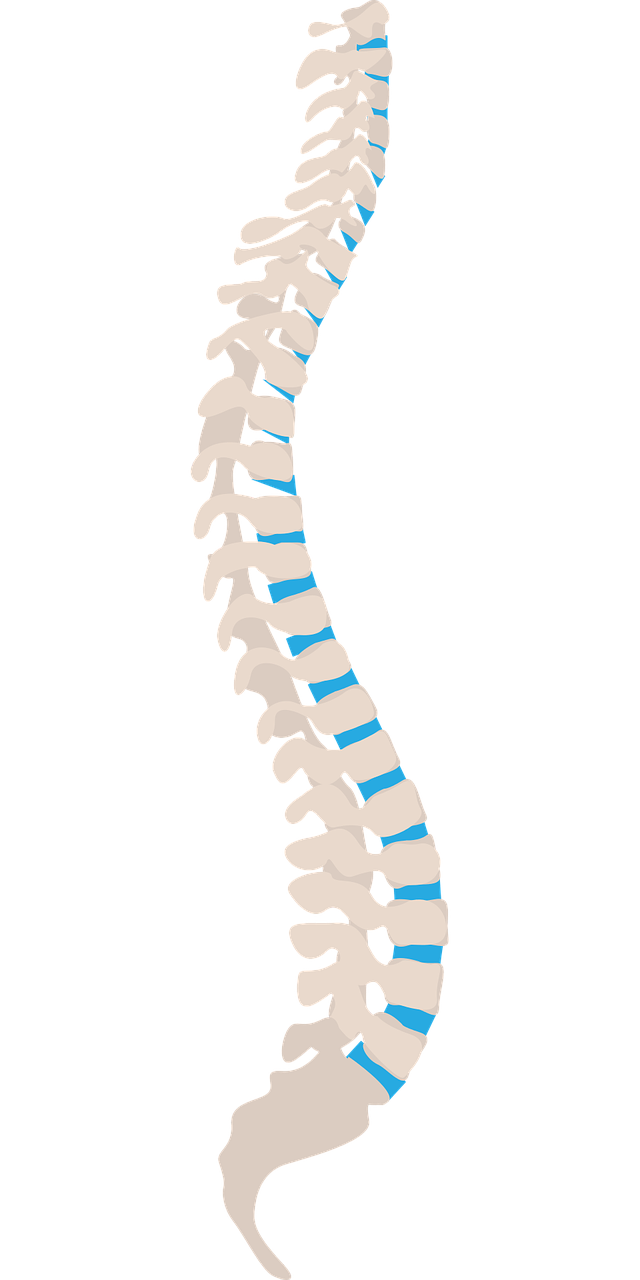 an image of the spine