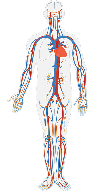 the cardiovascular system