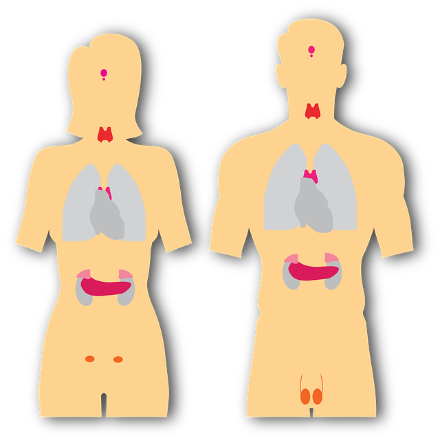 the endocrine system