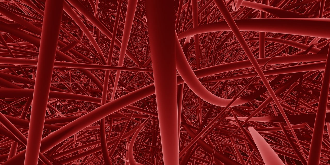 red tube signifying the vasular system