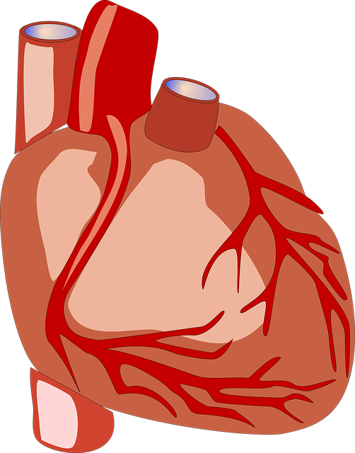 the human heart