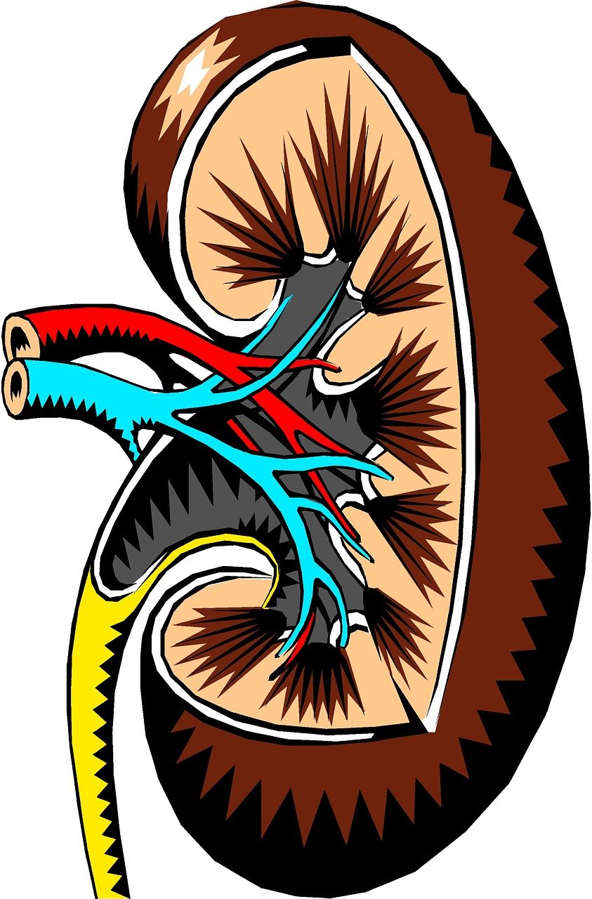 a kidney