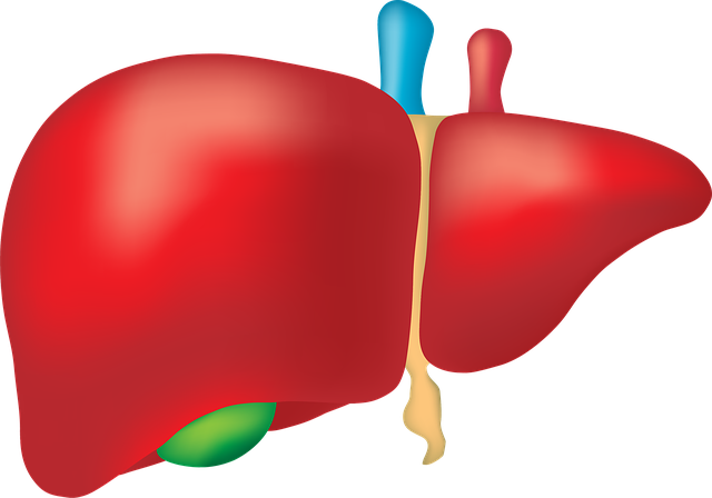 image of the liver