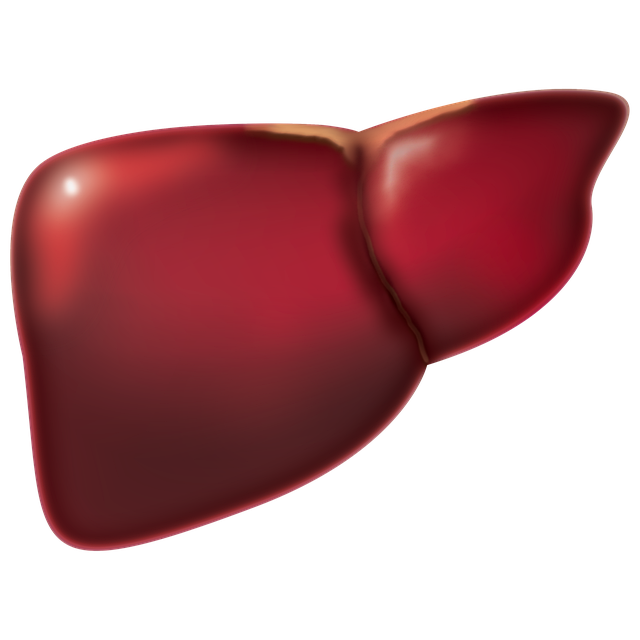 the human liver