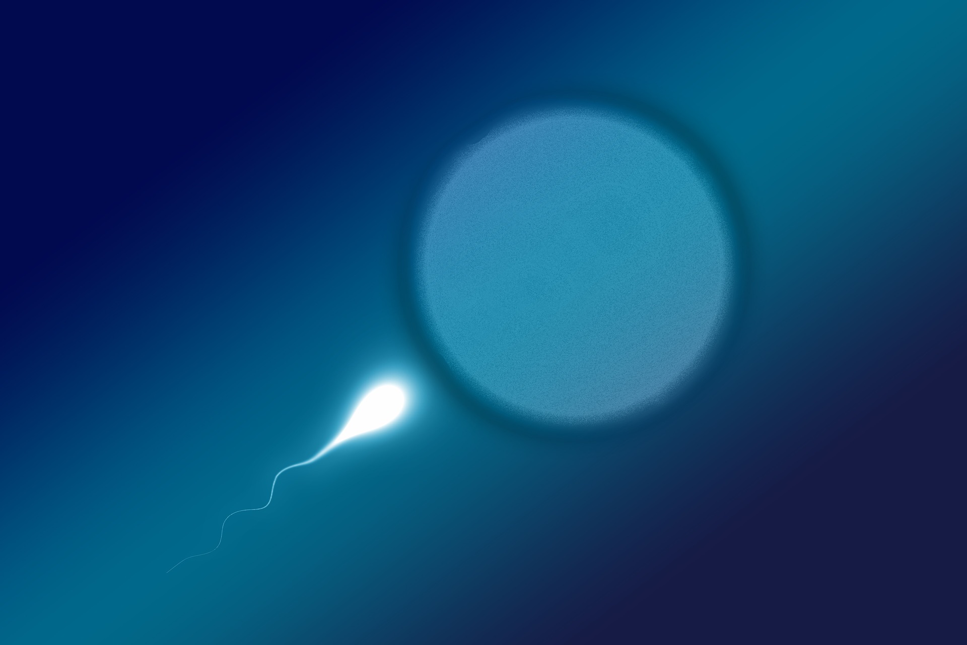 a sperm cell swimming to an ovum