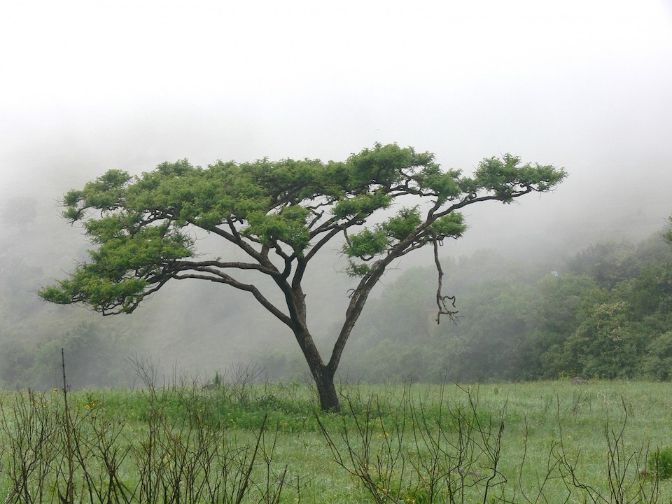 image of an acacia tree