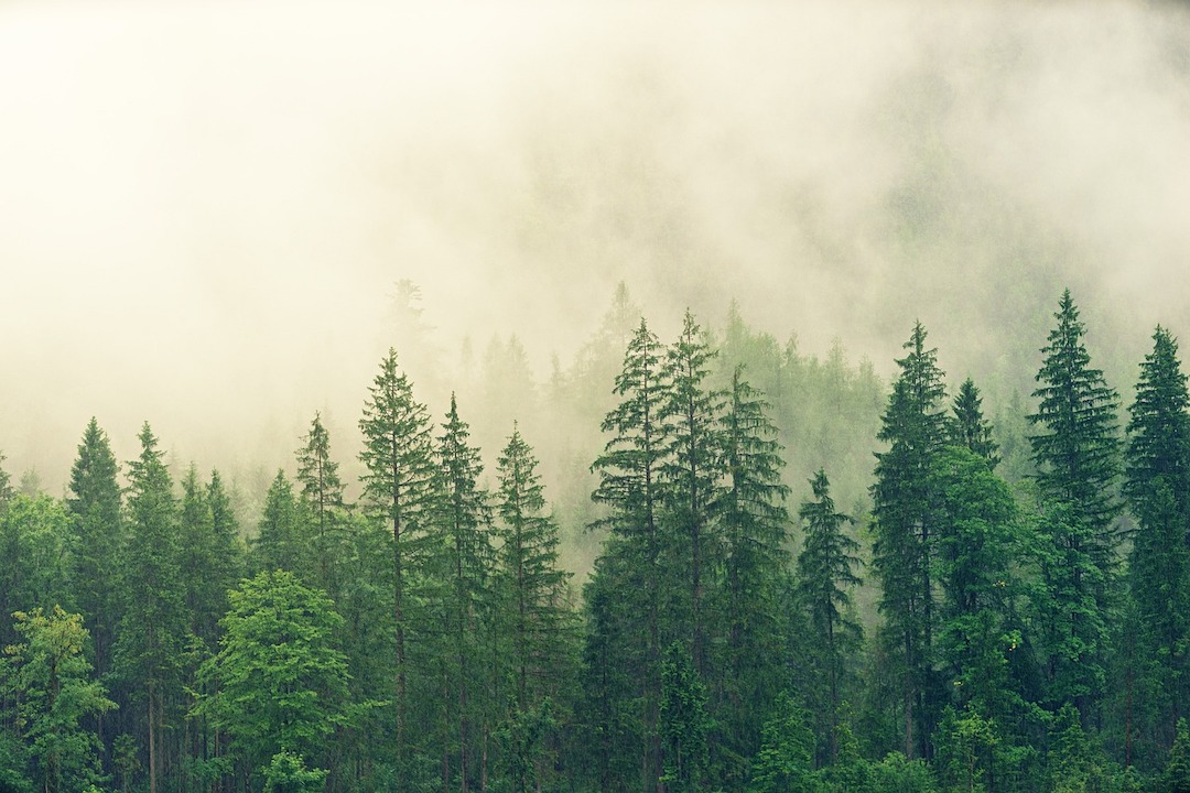 picture of a forest with green trees