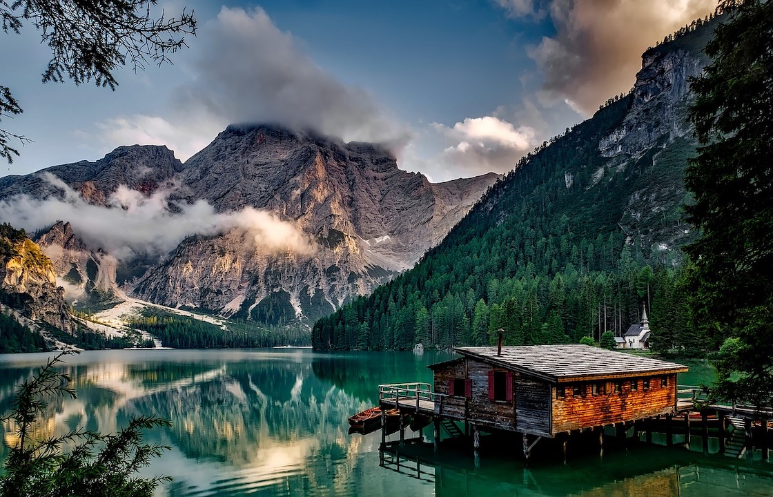 trees beside water