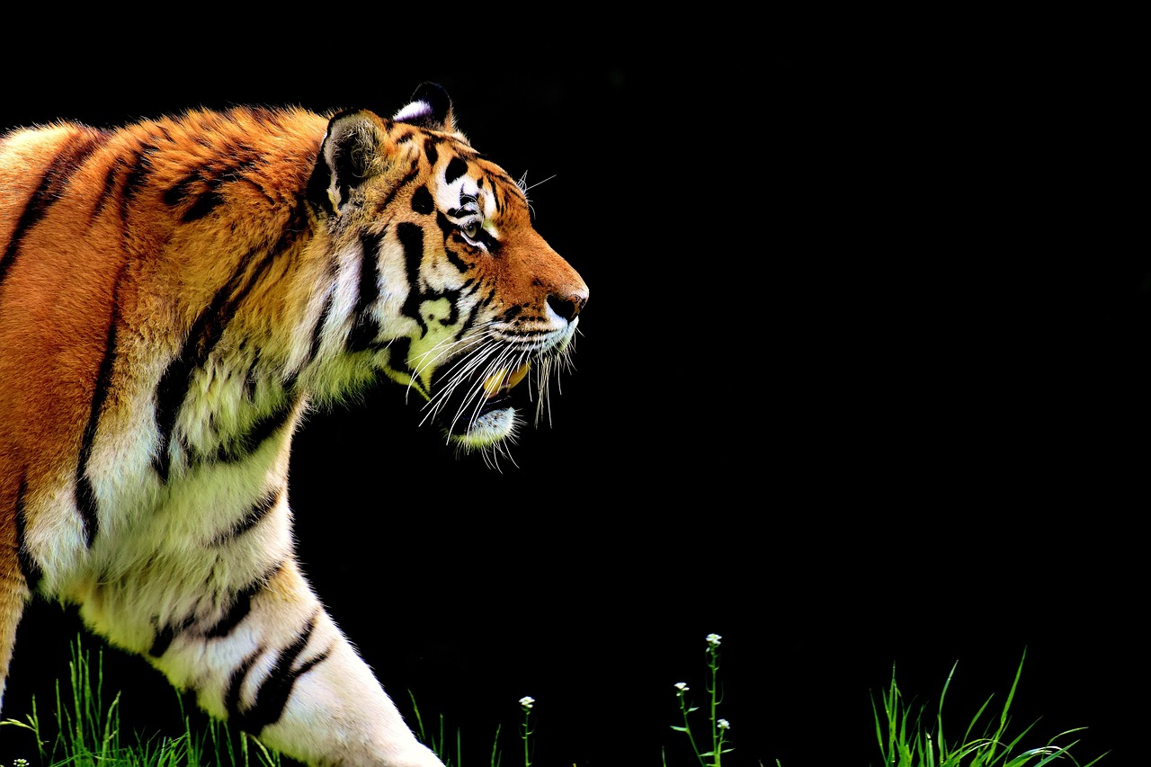 image of a tiger