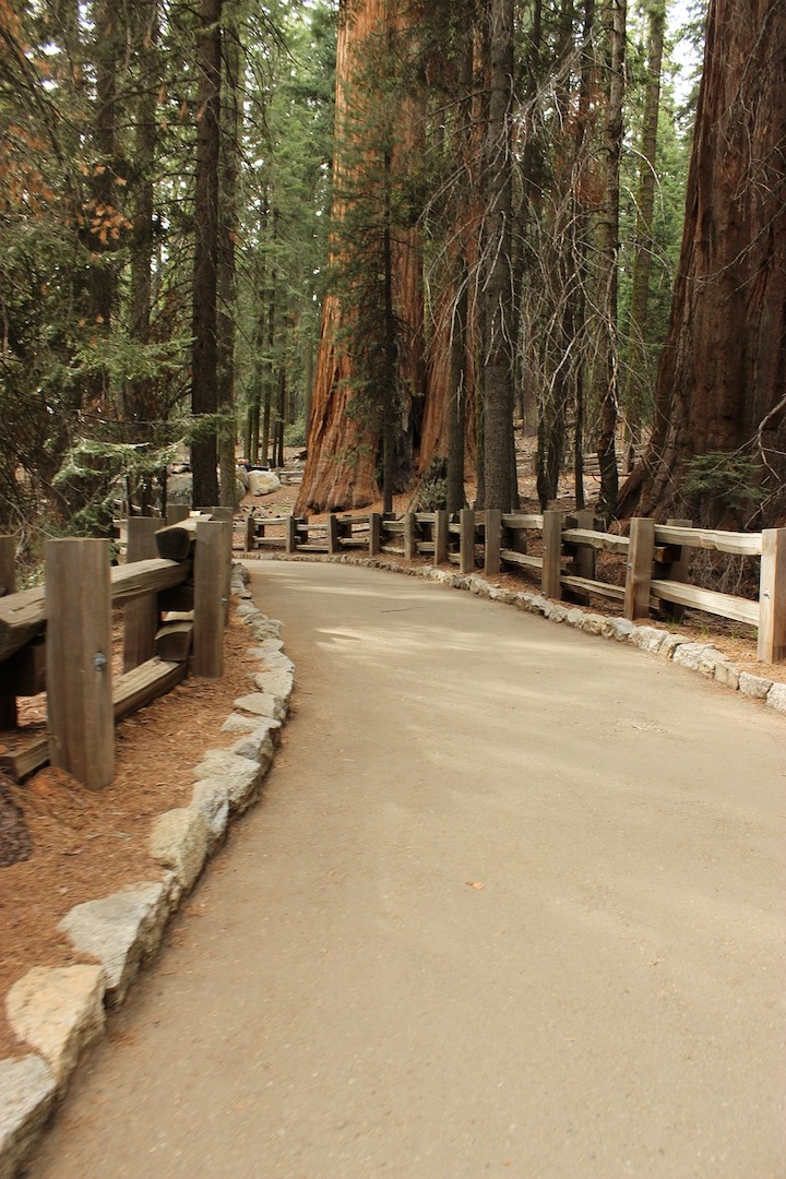 a sequoia tree