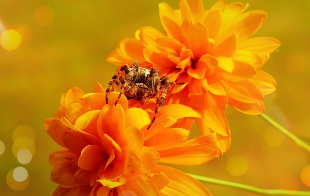 orange flowers with insect on top