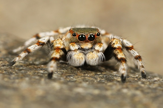 upclose image of spider