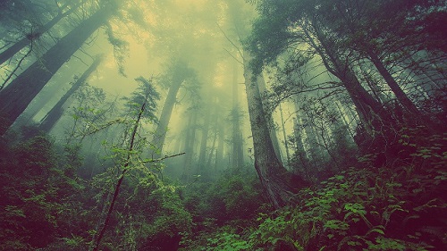 dense forest