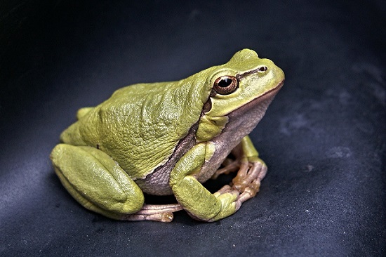 image of a frog