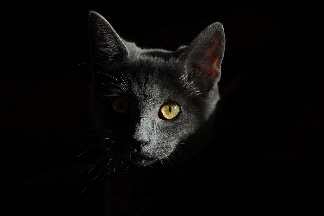 upclose image of a black cat