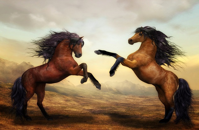 two horses