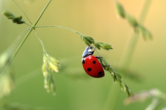 lady bug on plant