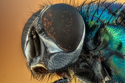 upclose image of a fly