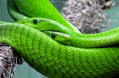 green snake