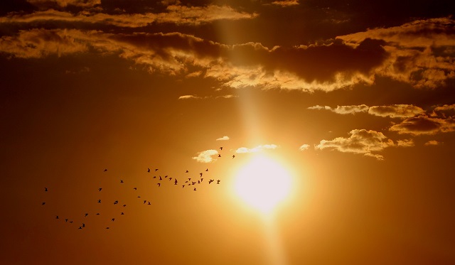 birds flying against the sun set