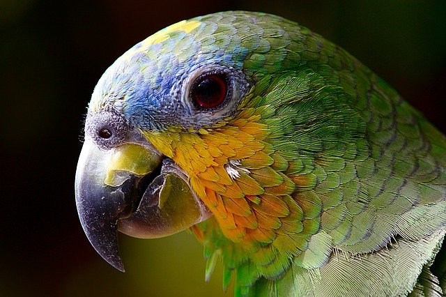 upclose image of a parrot