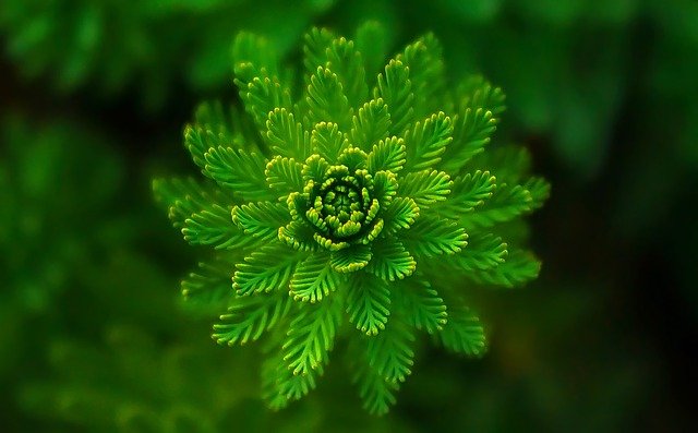 picture of a fern