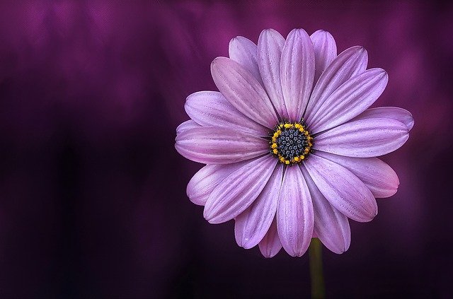 purple flower